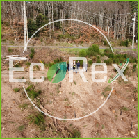 Première action EcoRex : 1 salarié = 1 arbre